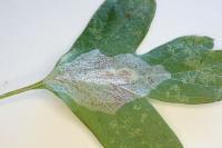 Phyllonorycter corylifoliella