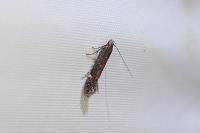 Aproaerema anthyllidella