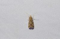 Brachmia blandella