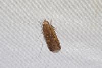 Helcystogramma triannulella