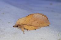 Gastropacha populifolia