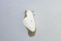 Cilix hispanica