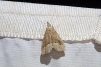 Schrankia taenialis