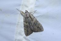 Catocala optata