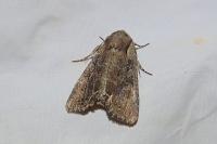 Lacanobia suasa
