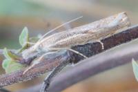 Agriphila geniculea