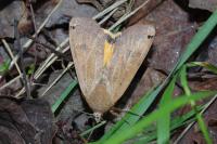 Noctua pronuba