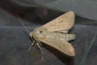 Mythimna vitellina
