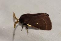 Lasiocampa trifolii