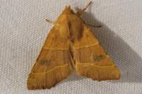 Atethmia centrago