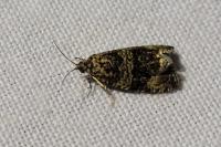 Celypha lacunana