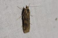 Nomophila noctuella