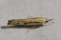 Agriphila geniculea