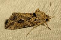 Trichoplusia ni