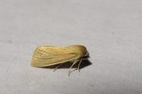 Mythimna pallens