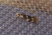 Bucculatrix cidarella