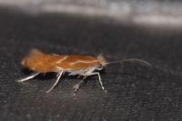 Phyllonorycter corylifoliella