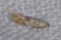 Bucculatrix bechsteinella