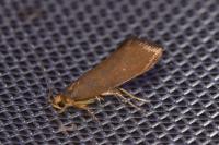 Crassa unitella