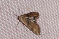 Cataclysta lemnata