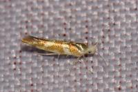 Argyresthia goedartella