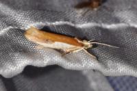 Ypsolopha parenthesella