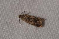 Grapholita janthinana