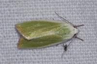 Earias clorana