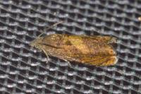 Dichrorampha alpinana/petiverella