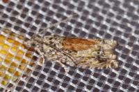Epinotia nisella