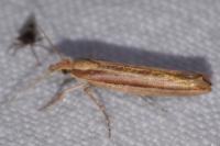 Ypsolopha ustella