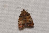 Choreutis pariana