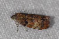 Choreutis pariana