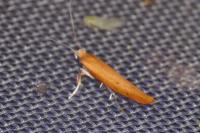 Zelleria hepariella