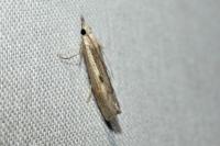 Agriphila geniculea