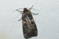 Xestia c-nigrum