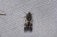 Teleiodes luculella