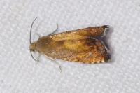 Pammene aurita