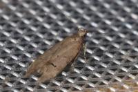 Teleiodes vulgella