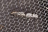Paraswammerdamia albicapitella