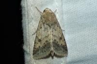 Helicoverpa armigera