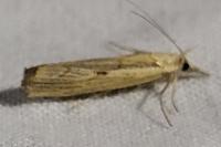 Agriphila geniculea