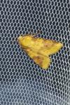 Cirrhia icteritia