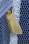 Mythimna pallens