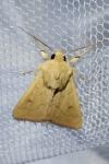 Mythimna vitellina