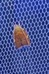 Carcina quercana