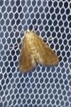 Parapoynx stratiotata
