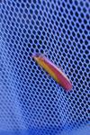Oncocera semirubella
