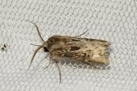Agrotis vestigialis
