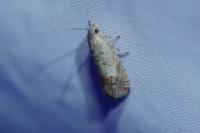 Cydia succedana/ulicetana